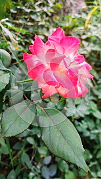 Pink rose flower in winter show coolness