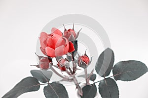 Pink rose flowers arrangement. Festive bouquet composition on white background. Birthday, Mother`s, Valentines, Women`s, Wedding