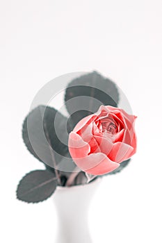 Pink rose flowers arrangement. Festive bouquet composition on white background. Birthday, Mother`s, Valentines, Women`s, Wedding