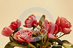 Pink rose flowers arrangement. Festive bouquet composition on white background. Birthday, Mother`s, Valentines, Women`s, Wedding