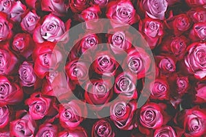 Pink rose flowers background