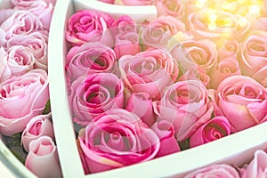 Pink rose flowers blooming and bokeh. for background