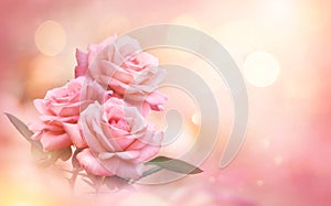 Pink Rose flowers on bokeh light glitter background for love wedding and valentines day with copy space