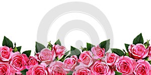 Pink rose flowers border