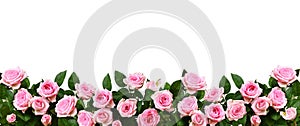 Pink rose flowers in a border arrangement