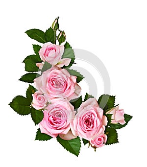 Pink rose flowers and buds in a corner arrangement isolated on white background