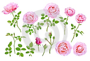 Pink rose flowers, buds, leaves and branches set. Transparent png additional format