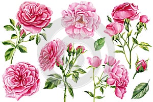 Pink rose flowers, buds and leaves on a white background. Set of watercolor floral elements,