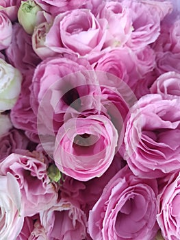 Pink rose flowers in a bunch