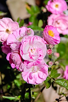 Pink rose flowers bush blooming with sunshine in garden top view background