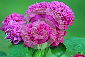 Pink rose flowers in close up