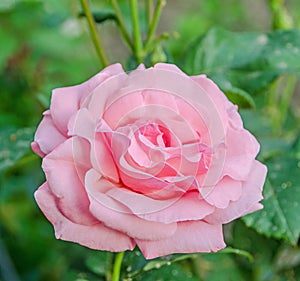 Pink rose flowers, close up green background