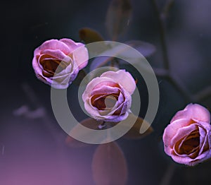 Pink rose flowers color graded art with dark moody background amid nature