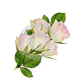 Pink rose flowers in a floral arrangement isolated