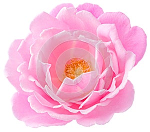 Pink Rose flowers focus stacking close up isolated on white background for love wedding and valentines day