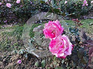 Pink Rose flowers in friendship park