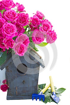 Pink rose flowers with gardening tools