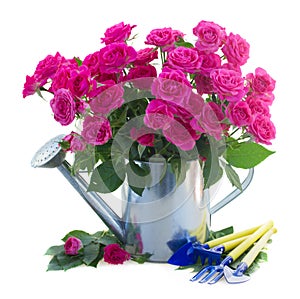 Pink rose flowers with gardening tools