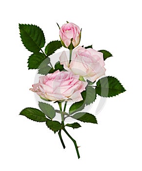 Pink rose flowers and green leaves in a bouquet