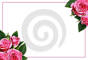 Pink rose flowers with green leaves in a corner floral arrangements with frame isolated on white