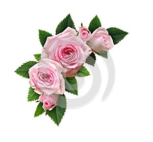 Pink rose flowers with green leaves in a floral corner arrangement isolated