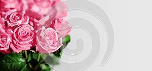 Pink rose flowers green leaves white background isolated closeup beautiful red floral bouquet soft focus blank light gray backdrop