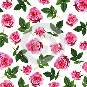 Pink rose flowers and leaves background