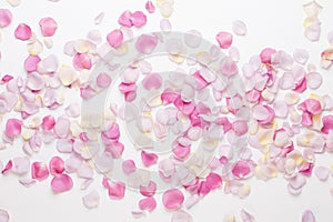 Pink rose flowers petals on white background. Flat lay, top view, copy space