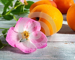 Pink rose flowers and ripe apricots on a blue wooden background with a green flowering branch