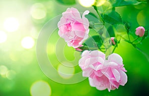 Pink rose flowers. Roses blooming growing in summer garden