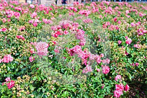 Pink rose flowers shrubs on Alexanderplatz