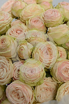 Pink rose flowers summer spray on white background