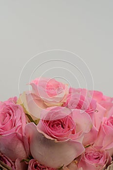 Pink rose flowers summer spray on white background