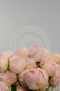 Pink rose flowers summer spray on white background