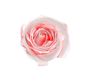 Pink rose flowers sweet petal with water drop patterns top view isolated on white background and clipping path