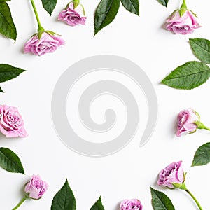 Pink rose flowers on white background