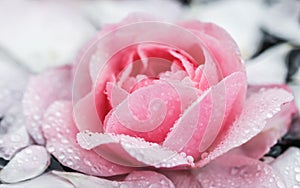 Pink rose flowers and white petals with drops and blur light background. Aromatherapy and spa concept