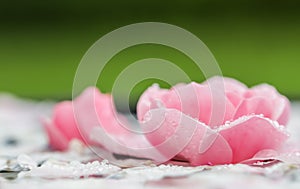 Pink rose flowers and white petals with drops and blur light background. Aromatherapy and spa concept