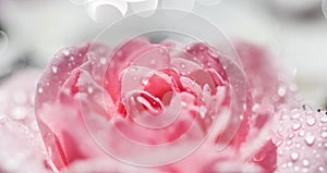 Pink rose flowers and white petals with drops and blur light background. Aromatherapy and spa concept