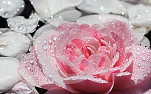 Pink rose flowers and white petals with drops and blur light background. Aromatherapy and spa concept