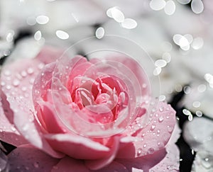 Pink rose flowers and white petals with drops and blur light background. Aromatherapy and spa concept