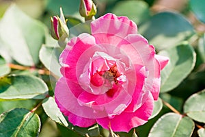 Pink rose among foliage