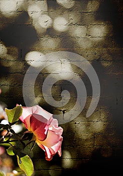 A pink rose in front of a brick wall in sepia.