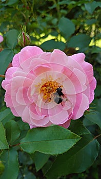 Pink rose in full bloom with bumblebee - pollination