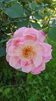 Pink rose in full bloom - pollination