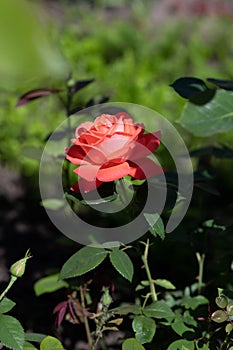 pink rose in garden