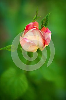 Pink rose in the garden