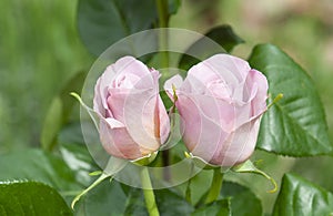 pink rose in garden