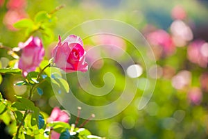 Pink rose in the garden