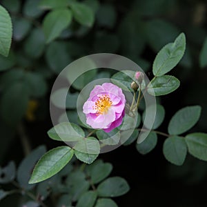 Pink rose in a garden